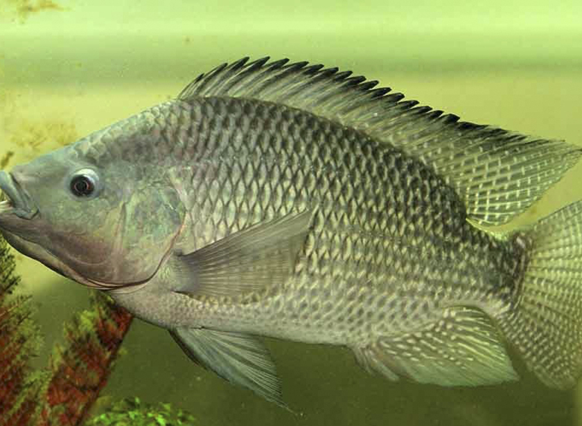 TILÁPIA